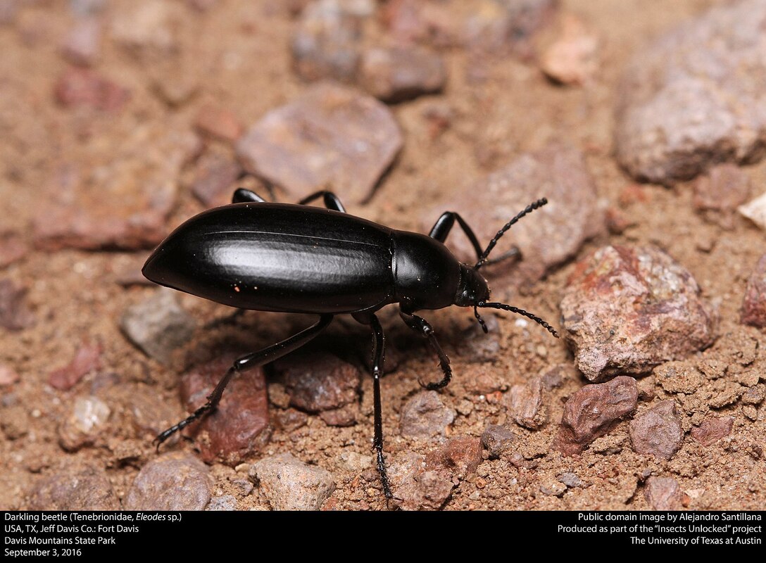 can darkling beetles fly