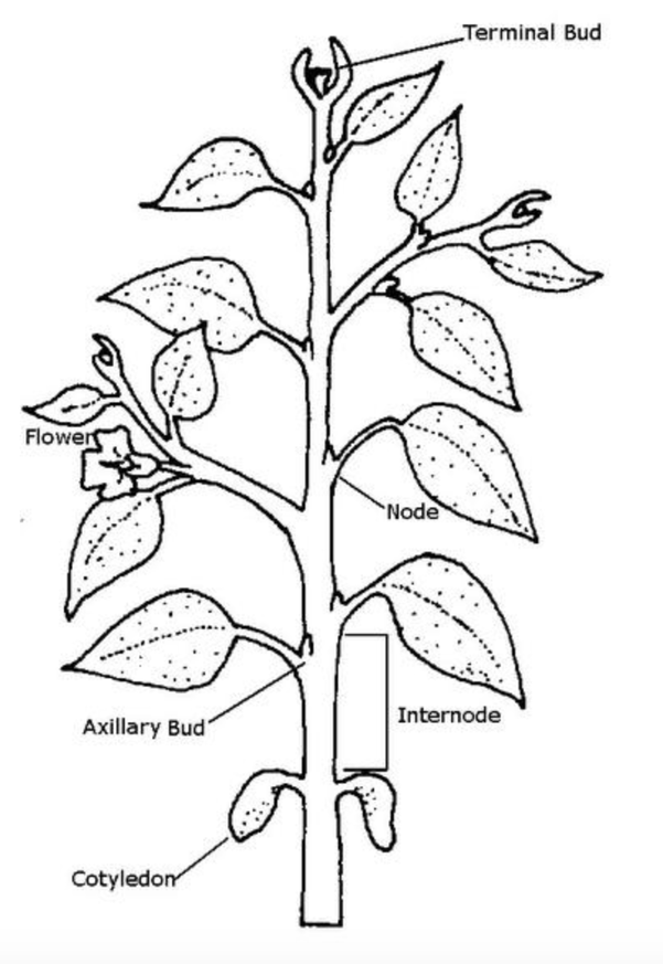 Plant Anatomy - The Daily Garden labelled diagram of pumpkin leaf 